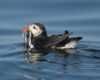 Puffin with fish in its beak