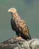 Sea eagle