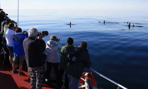 Hvalsafari med Arctic Whale Tours