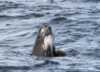 Pilot whale