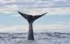 The sperm whale
