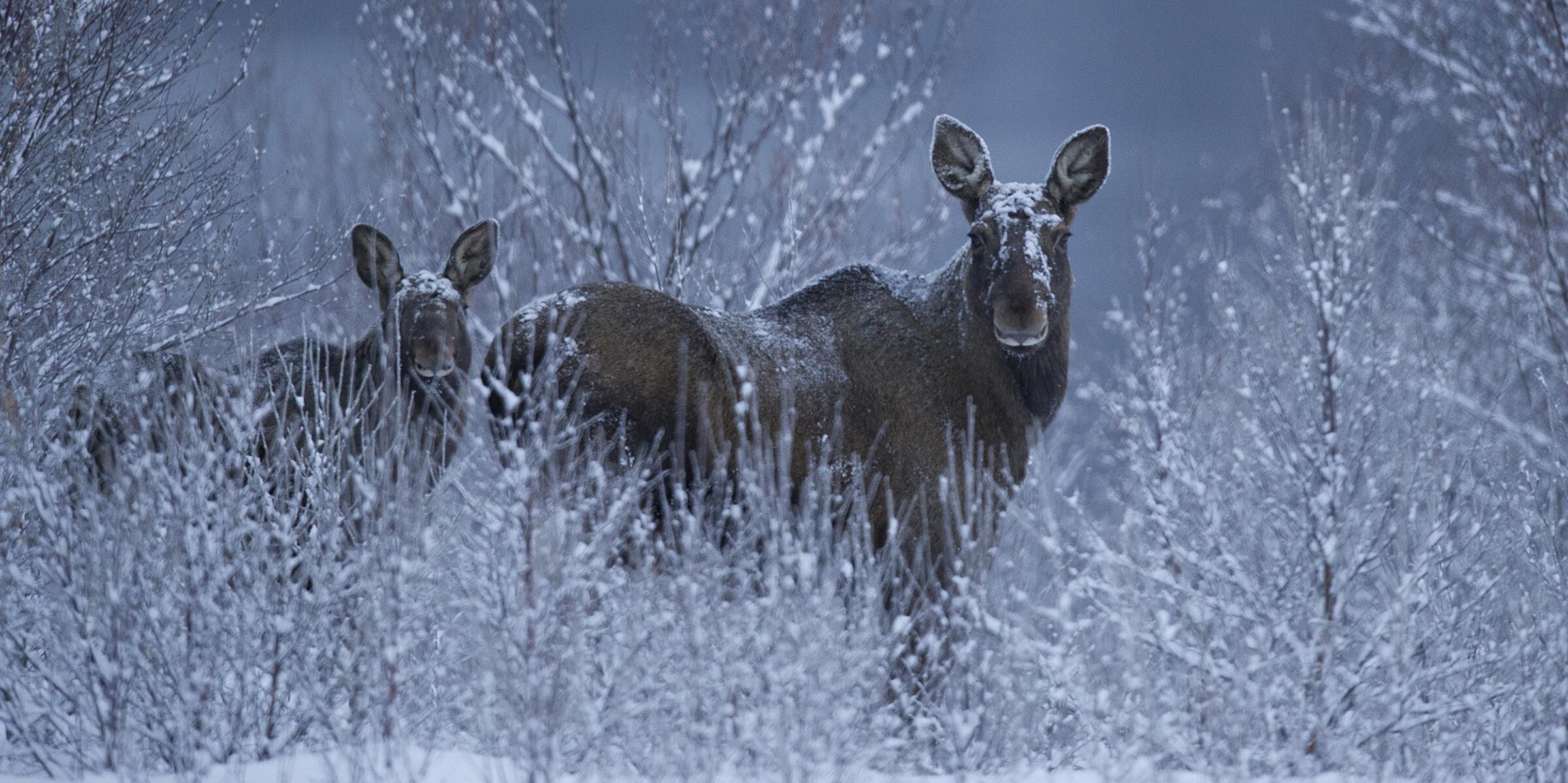 Vinter i Vesterålen