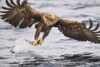 Sea eagle catching a fish.
