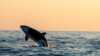 Orca jumping