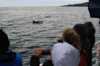 The guests onboard are looking at an orca during a whale watching tour with Arctic Whale Tours.