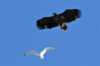 White-taled eagle