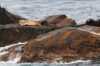 Seals relaxing on stones at Anda