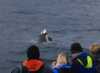 The guests onboard are looking at an orca during a whale watching tour with Arctic Whale Tours.