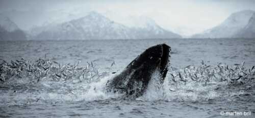 Humpback whale plunging from the sea.