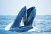 The head of a humpback whale in the sea surface.