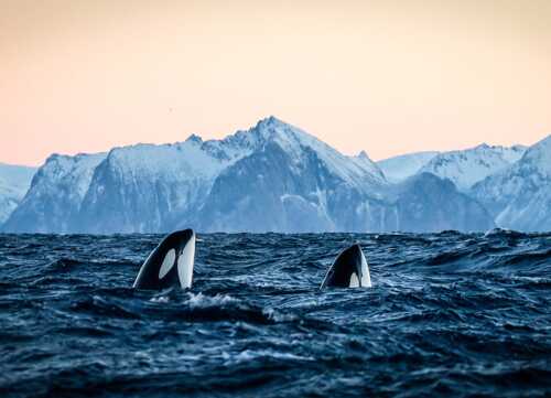 Head of two killer whales playing at the sea surface.