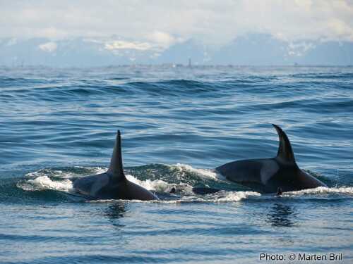 Dorsal fins of two killer whales swimming past.