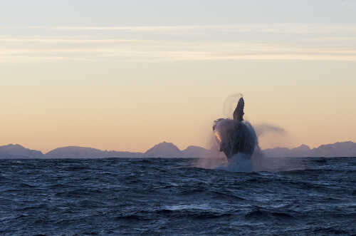 Knølhval som hopper på havoverflaten.