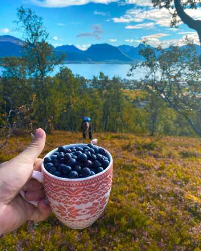 Plukke blåbær på fjelltur