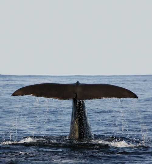 Hval i havet