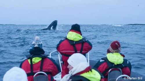 Turister tar bilder av hval fra båt på havet.