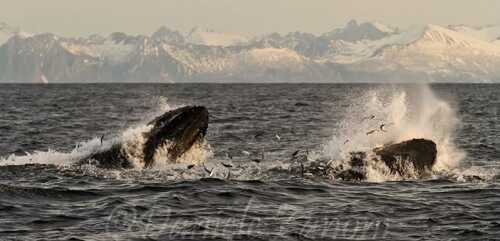 Hvalsafari - to hvaler i havet