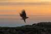 Puffin