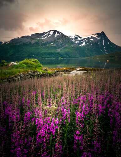 Blomster og fjell i Holmstaddalen