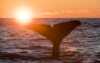 Whale under the midnight sun