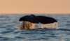 The tail fin of a sperm whale breaks the surface of the sea.
