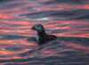 Midnight sun and Bleik island